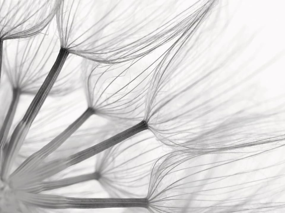 Fototapeta Dmuchawce w zbliżeniu