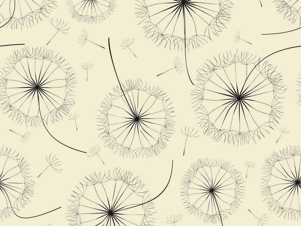 Fototapeta Dmuchawce na jasnym tle