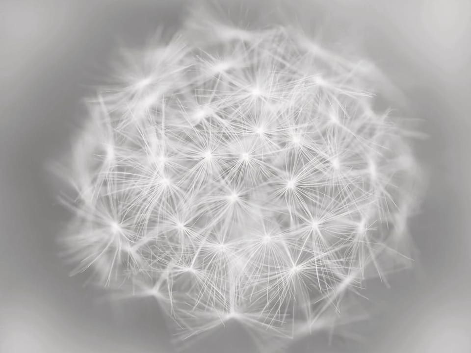 Fototapeta Biały Dmuchawiec na Szarym Tle