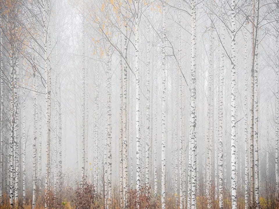Fototapeta Las brzozowy we mgle na wymiar