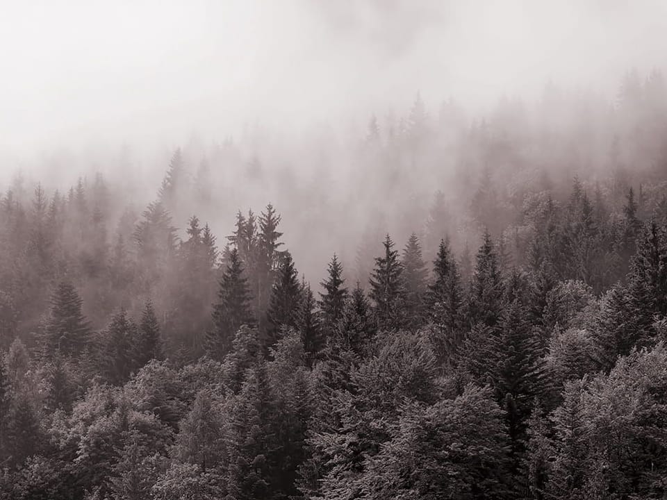 Fototapeta Mglisty Las Iglasty na wymiar
