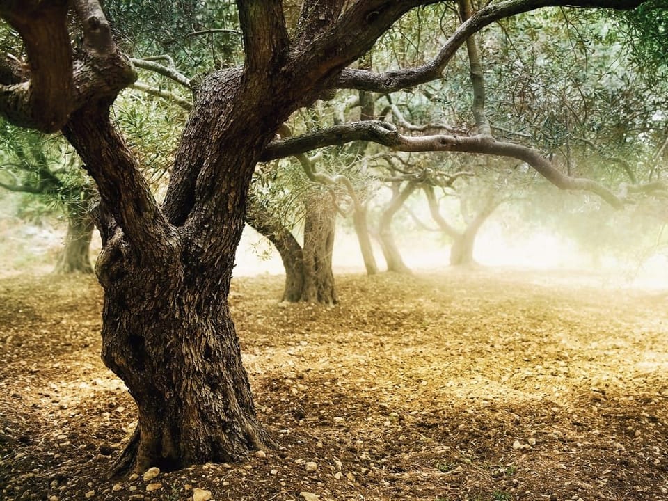 Fototapeta Stare drzewo oliwne w lesie