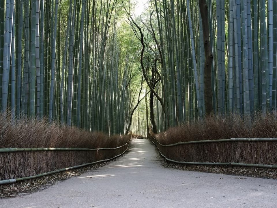Fototapeta Ścieżka w lesie bambusowym
