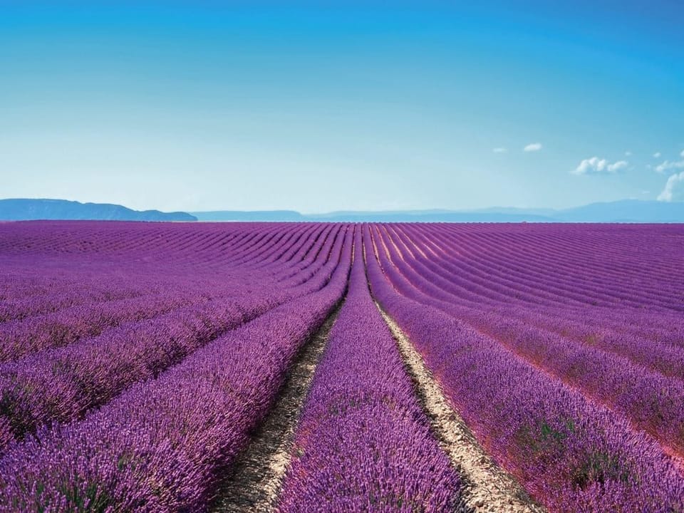 Fototapeta Pole lawendy pod błękitnym niebem