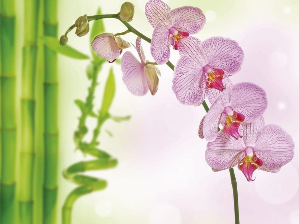 Fototapeta Storczyki z bambusem w pastelach