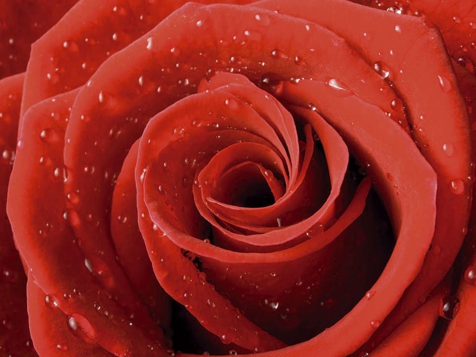 Fototapeta Czerwone róże z kroplami wody