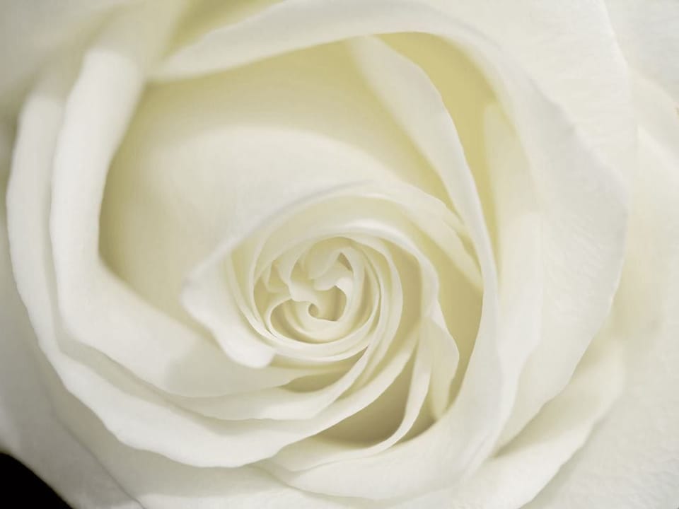 Fototapeta Zbliżenie na Białą Różę