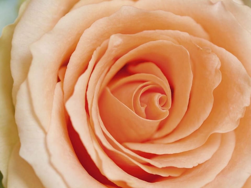 Fototapeta Zbliżenie delikatnej róży