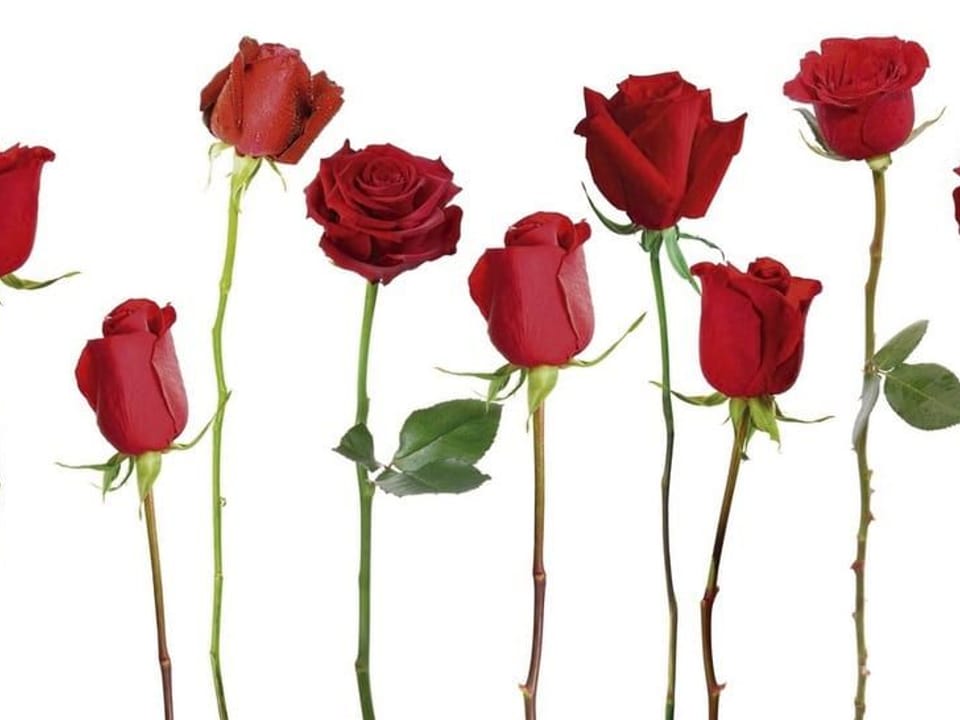 Fototapeta Czerwone róże na białym tle