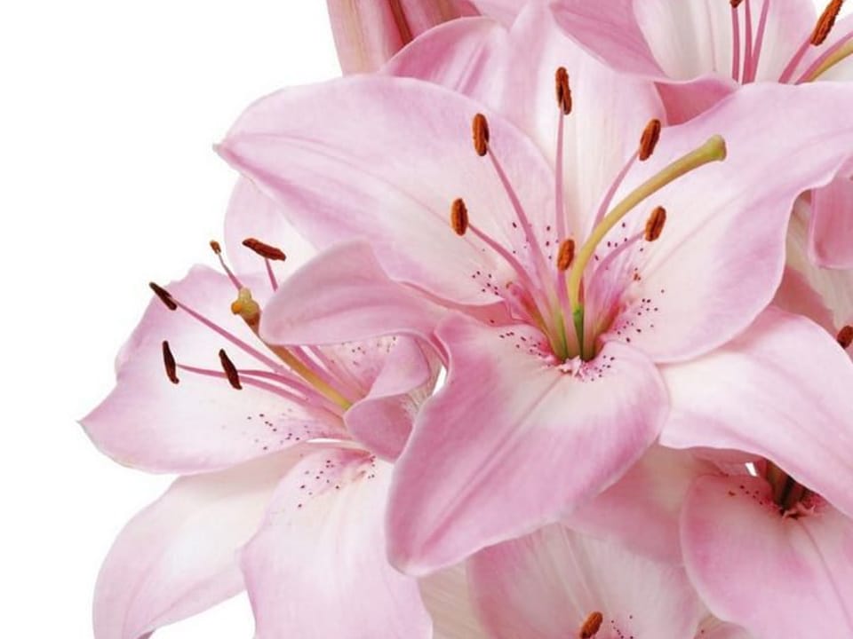 Fototapeta Bukiet różowych lilii na bieli