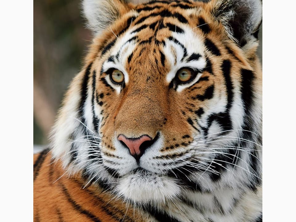 Fototapeta Tygrysie spojrzenie w detalu