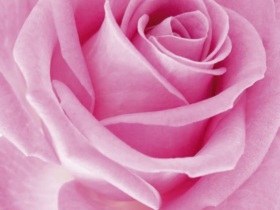 Fototapeta Różowy kwiat róży z detalami