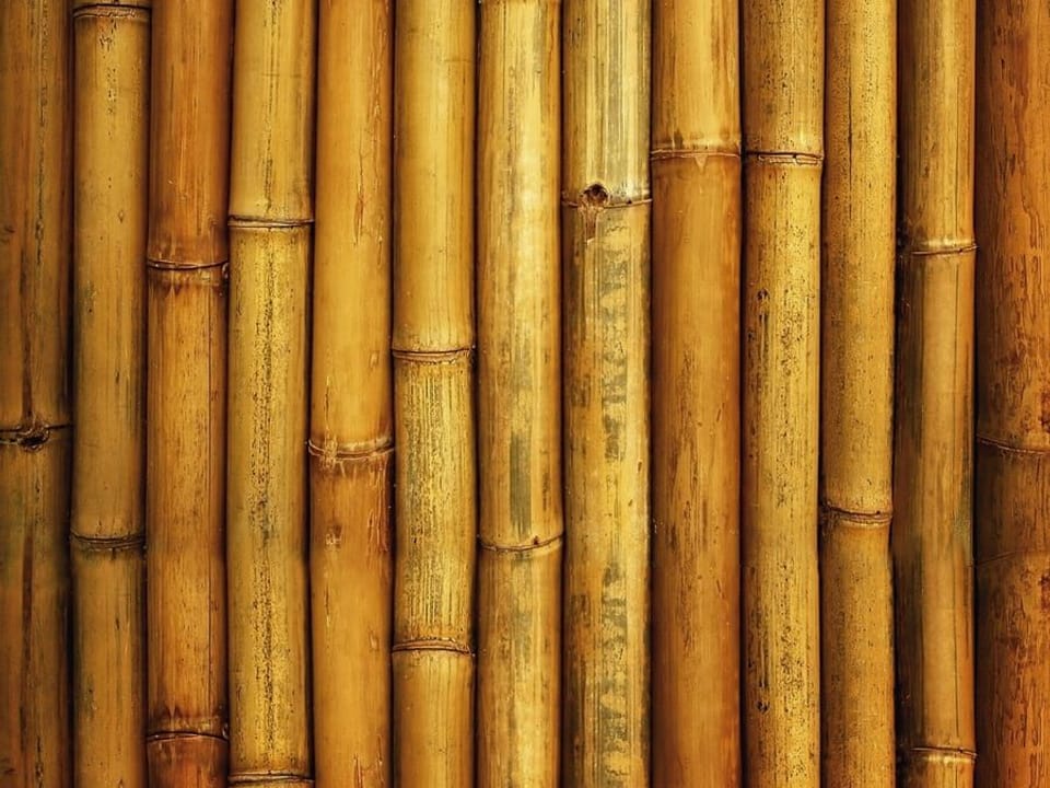 Fototapeta Bambusowe pnie w zbliżeniu