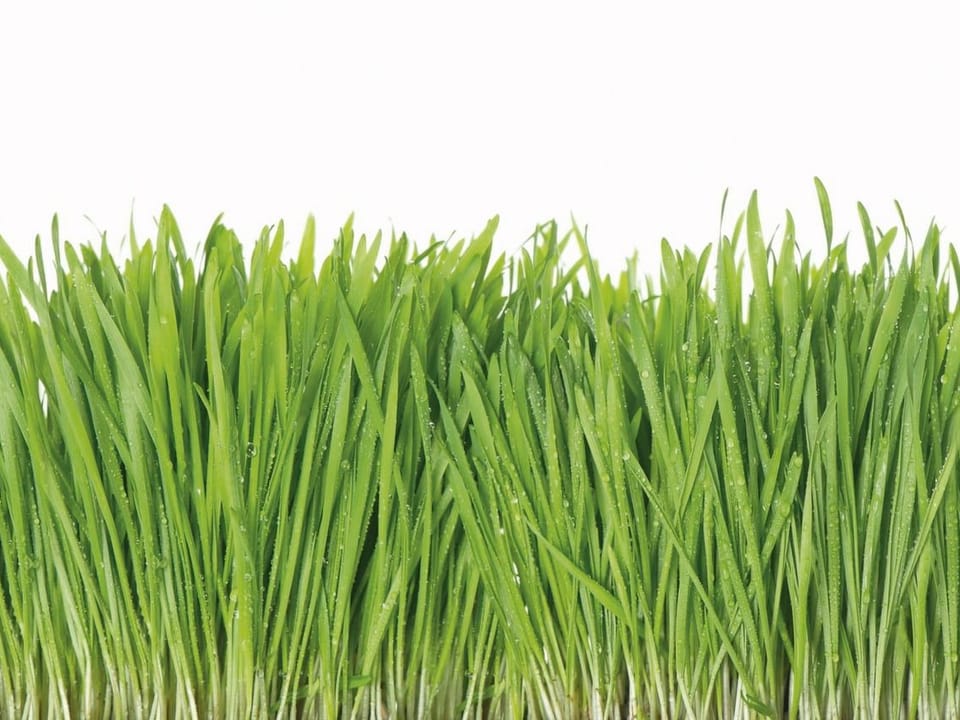 Fototapeta Zielona trawa z kroplami wody