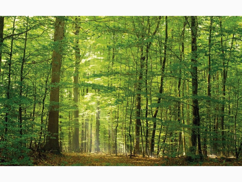 Fototapeta Las o świcie z promieniami słońca