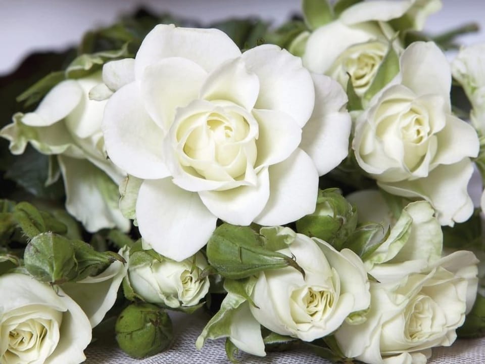 Fototapeta Bukiet białych róż na tkaninie