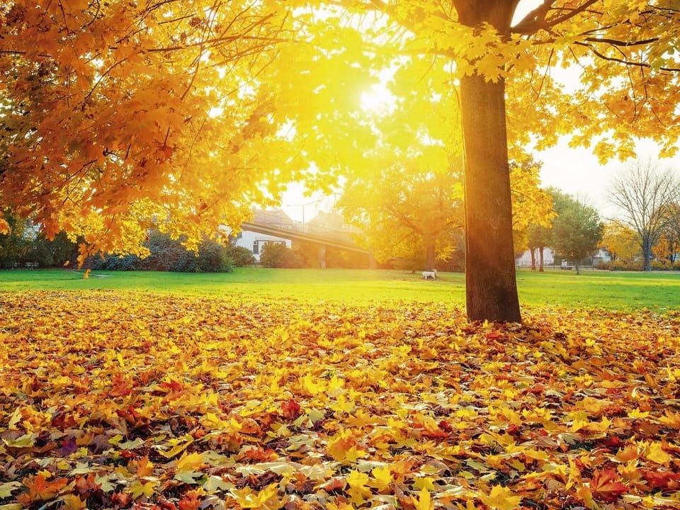 Fototapeta Las o świcie z żółtymi liśćmi