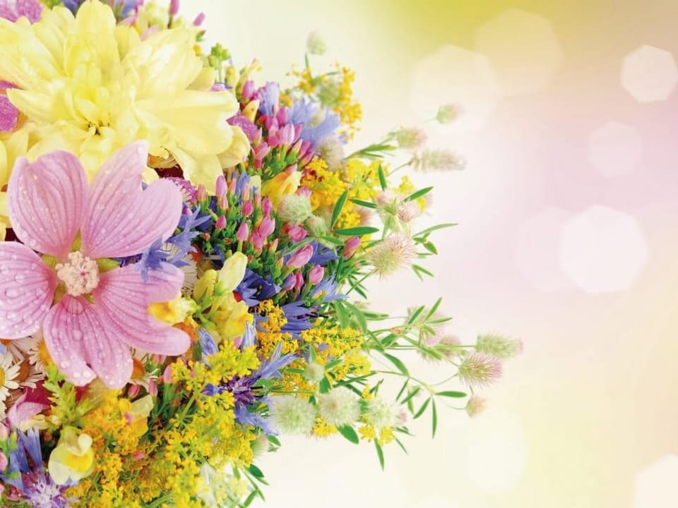 Fototapeta Kolorowe kwiaty polne w pastelach