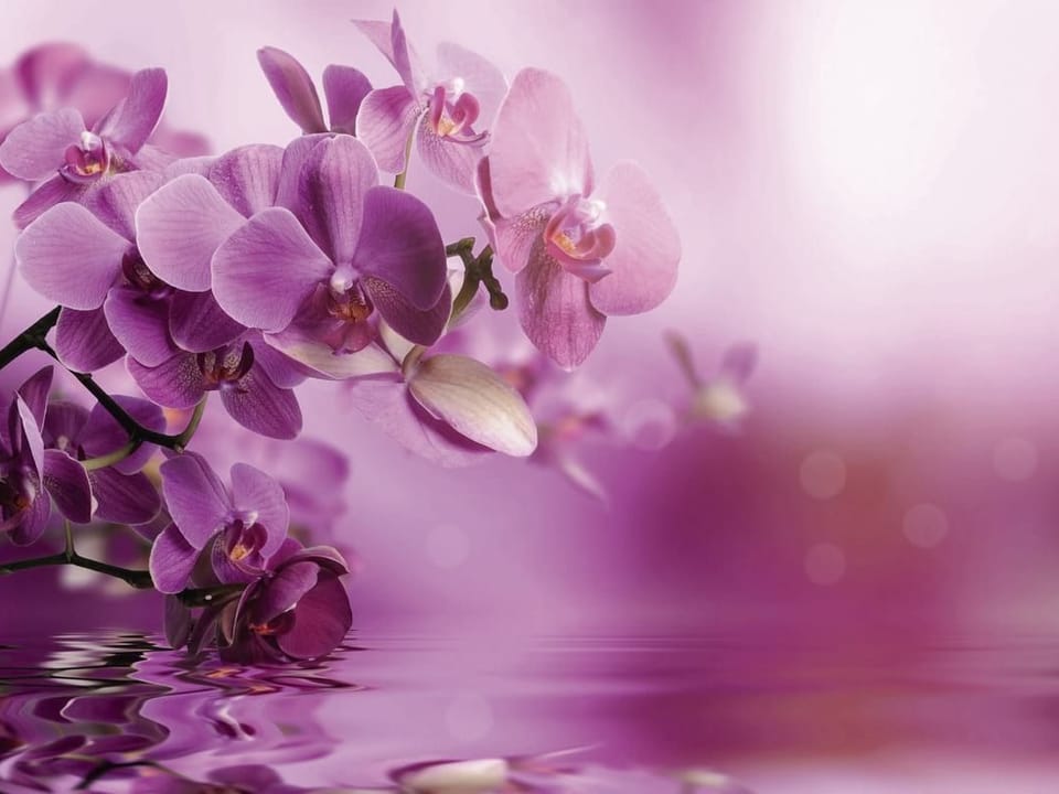 Fototapeta Fioletowe orchidee nad wodą