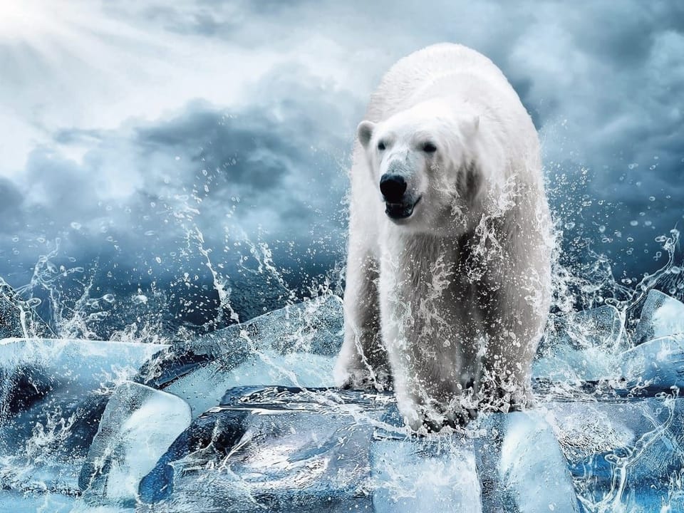 Fototapeta Niedźwiedź polarny na lodowej krze na wymiar