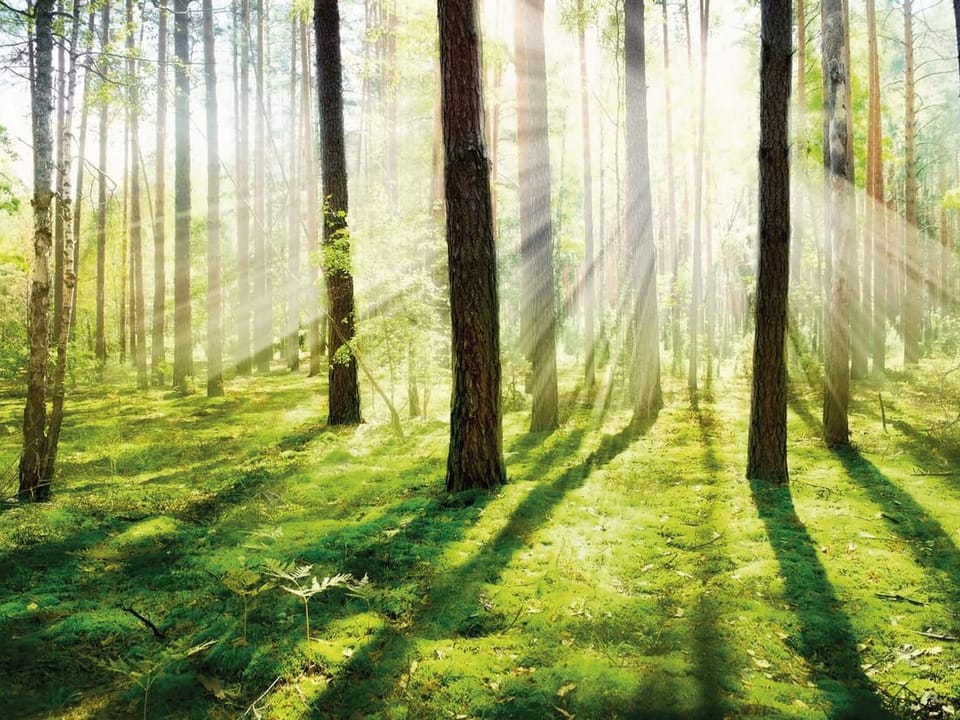 Fototapeta Poranny las z promieniami słońca