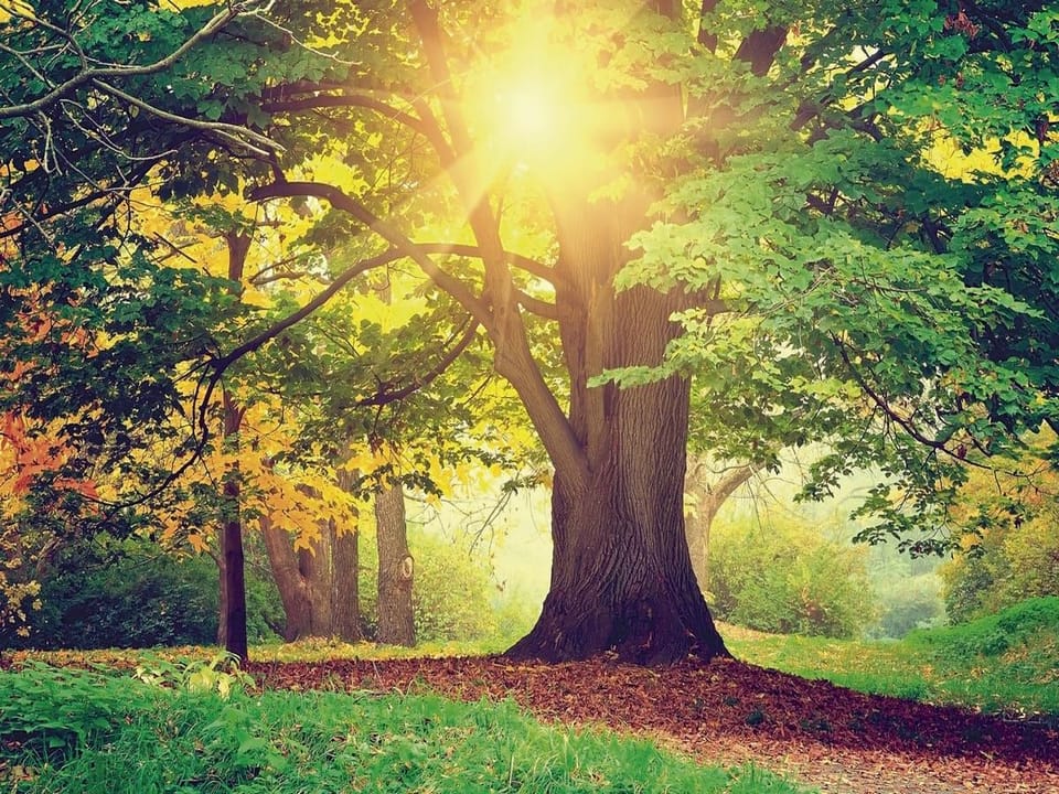 Fototapeta Świt w lesie z dużym drzewem