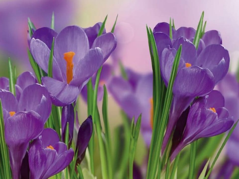 Fototapeta Egzotyczne Krokusy na Łące