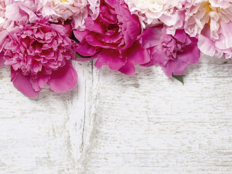Fototapeta Piwonie na bielonym drewnie
