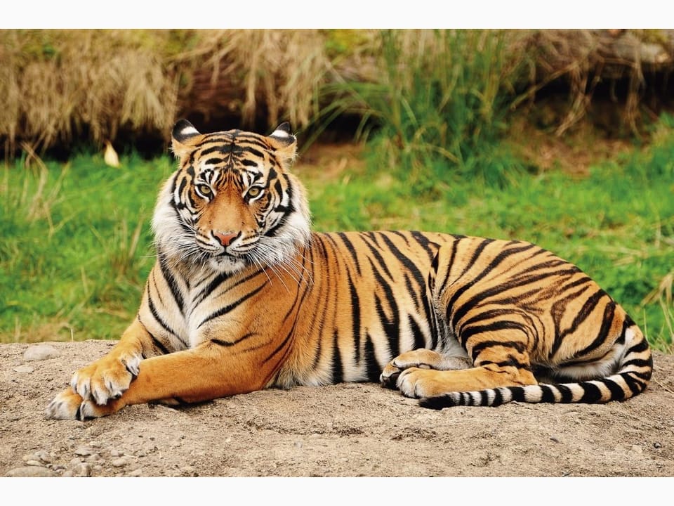 Fototapeta Tygrys w zielonej trawie