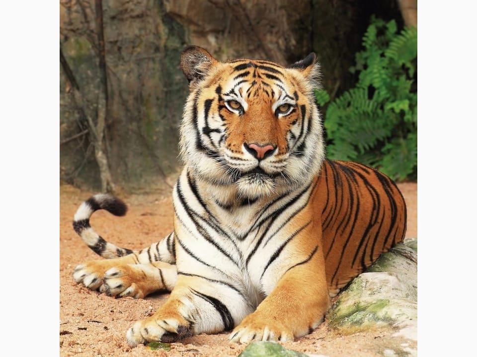 Fototapeta Tygrys wśród paproci i skał