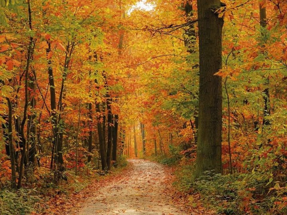 Fototapeta Leśna ścieżka w jesiennym lesie