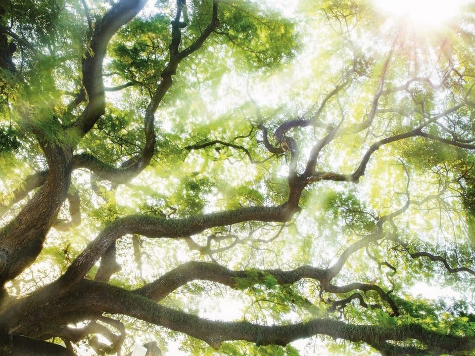 Fototapeta Las o świcie z rozłożystymi gałęziami