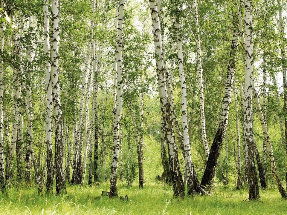Fototapeta Brzozowy las z zielonym podszytem