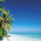 Miniatura fototapety Plaża z palmami i oceanem