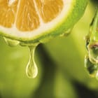 Miniatura fototapety Limonka z kroplami soku