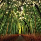 Miniatura fototapety Ścieżka wśród bambusów