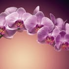 Miniatura fototapety Fioletowe orchidee na ciemnym tle