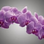 Miniatura fototapety Fioletowe orchidee z kroplami wody