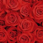 Miniatura fototapety Czerwone róże w pełnym rozkwicie