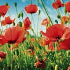 Miniatura fototapety Pole czerwonych maków na łące