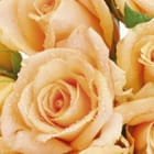 Miniatura fototapety Bukiet róż w brzoskwiniowych odcieniach