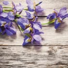 Miniatura fototapety Fioletowe irysy na drewnie