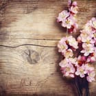 Miniatura fototapety Gałązka z różowymi kwiatami