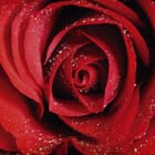 Miniatura fototapety Czerwona róża z kroplami wody