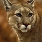 Miniatura fototapety Puma w brązowych odcieniach