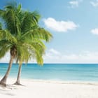 Miniatura fototapety Palmy na plaży z błękitnym niebem