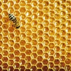 Miniatura fototapety Plaster miodu z pszczołą