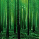 Miniatura fototapety Leśne gęstwiny pełne zieleni