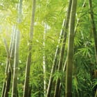 Miniatura fototapety Spokojny las bambusowy