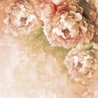 Miniatura fototapety Delikatne piwonie w pastelach